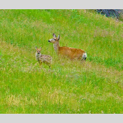 Skaha Lake Doe And Fawn